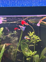 Steve Dodd review photo