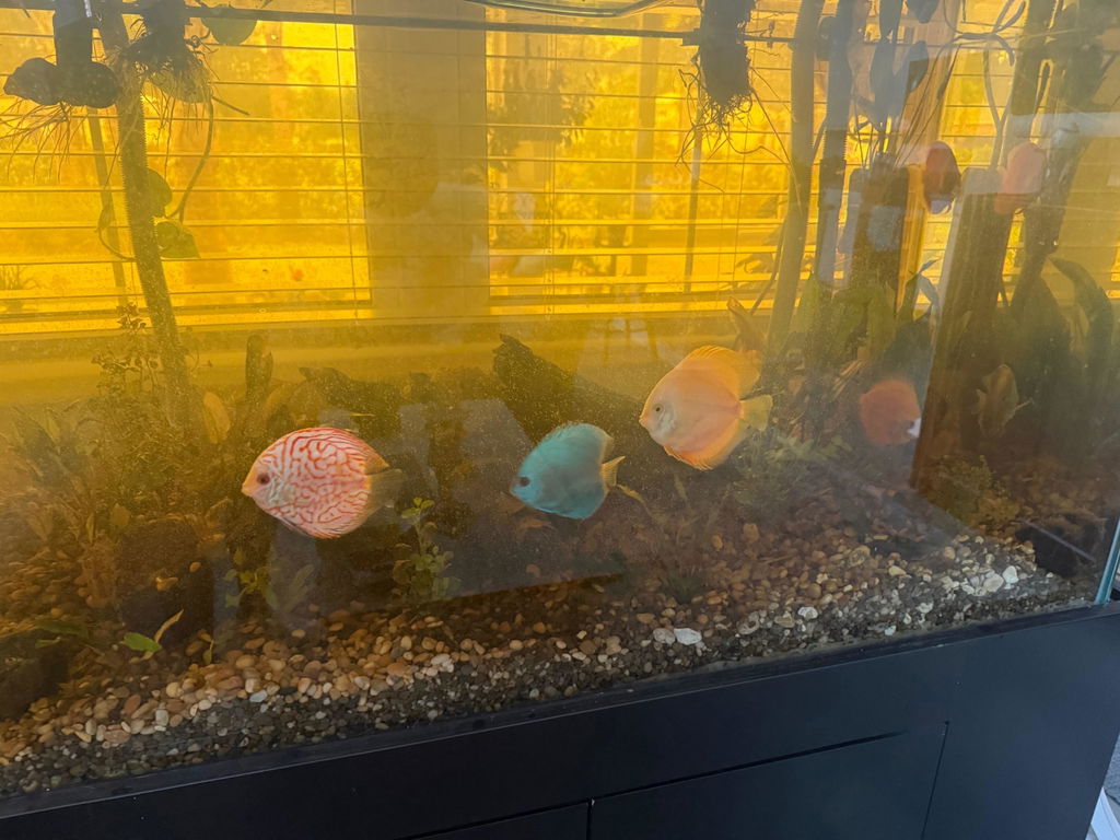 Yellow Watermelon Discus Fish Size 3.5-4”