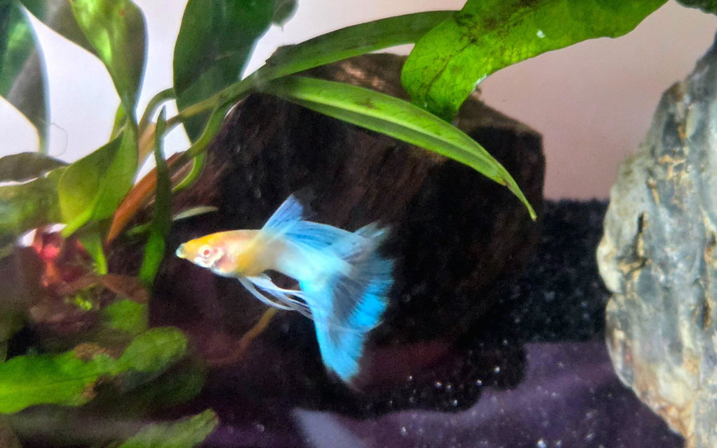 Angel Blue Topaz Ribbon Fancy Guppy (Albino Red Eyes) Guppy