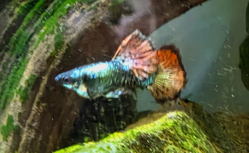 "New Gene" Dumbo Red Dragon RIBBON BDS Halfmoon Guppy