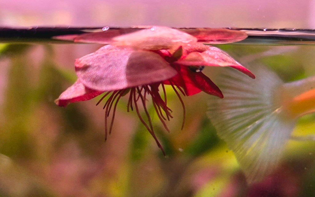 Red Root Floater - Phyllanthus Fluitans (Selling Per Cup)