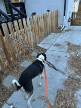 Hands-Free Leash