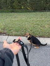 Hands-Free Leash