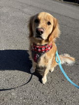 Hands-Free Leash