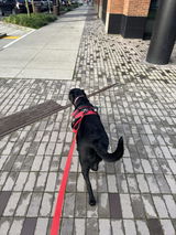 Hands-Free Leash