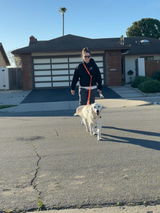 Hands-Free Leash