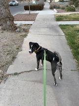 Hands-Free Leash