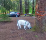 Camp Anmie review photo