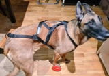 Colter review photo
