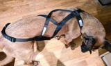 Colter review photo