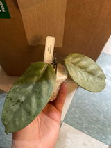 Lesvy A. review photo