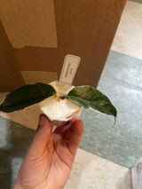 Lesvy A. review photo