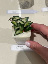 Lisandra o. review photo