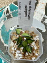 Dipali R. review photo