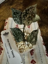 Dipali R. review photo
