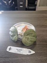 Tsaharthur review photo