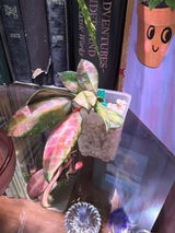 Jenelle j. review photo