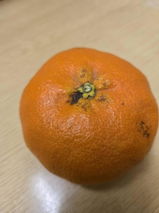 匿名 review photo
