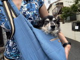 Custom Skyler Pet Sling
