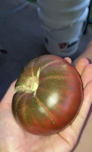 Cherokee Purple Tomato | Hudson Valley Seed Company
