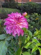nyc_gardener review photo