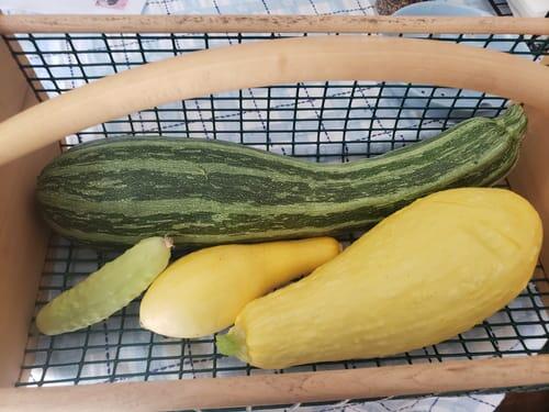 Cocozelle Zucchini | Hudson Valley Seed Company