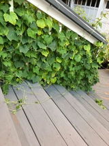 '@perennialtherapy .. review photo