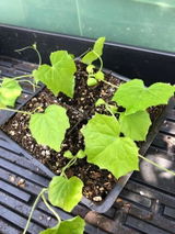 '@perennialtherapy .. review photo