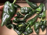 Rebecca F. review photo