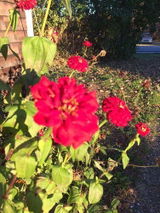 Debra H. review photo