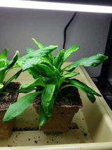 Dori S. review photo