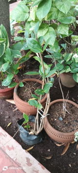 Usha RY review photo