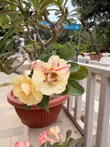 Nitin Jain review photo