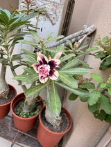 Nitin Jain review photo