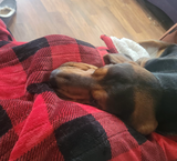 lila review photo