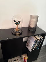 N review photo