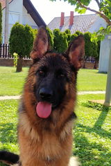 Csné Zsuzsa review photo
