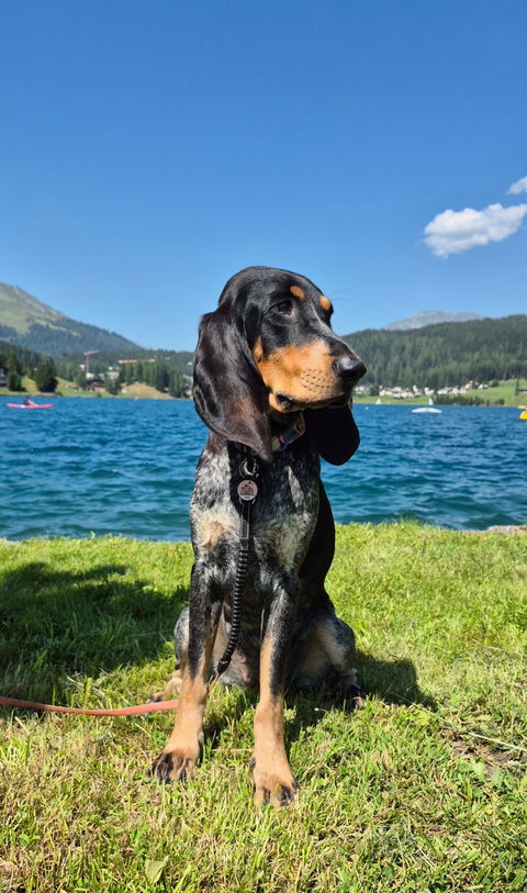 Silikon Hundemarke® Ø 25 mm