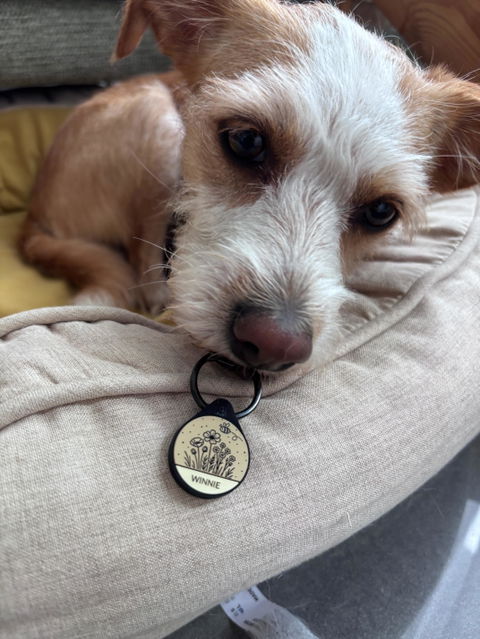Silikon Hundemarke® Ø 25 mm