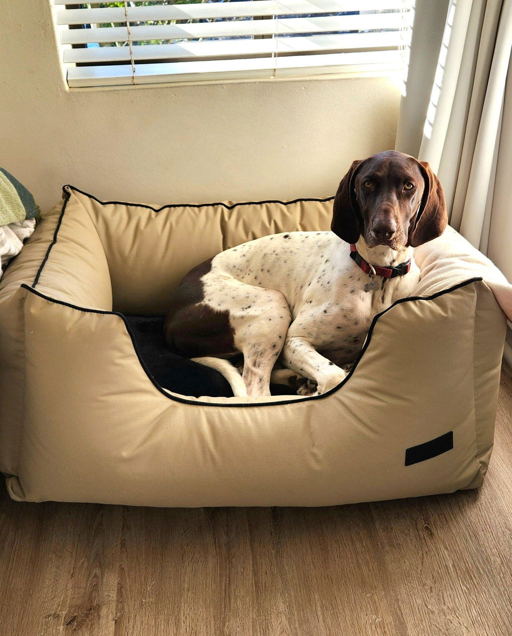 Kalahari King Dog Bed
