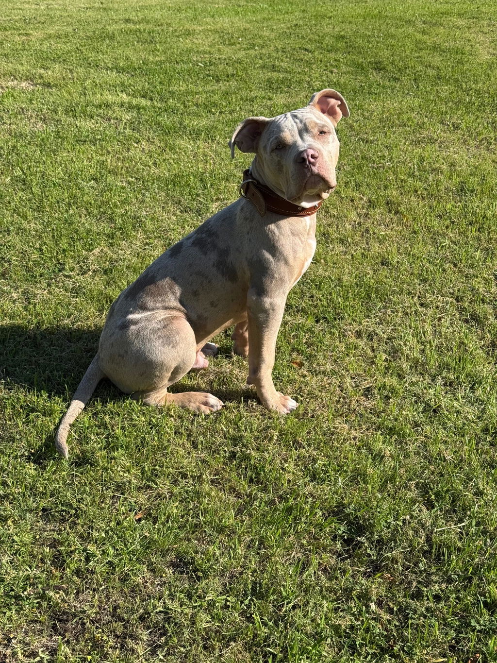 Rhino Dog Leather Collar