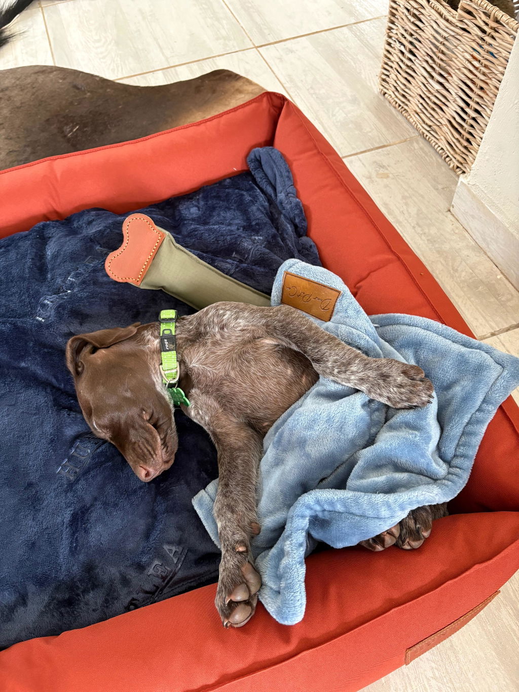 Koletto Bolster Plain Dog Bed