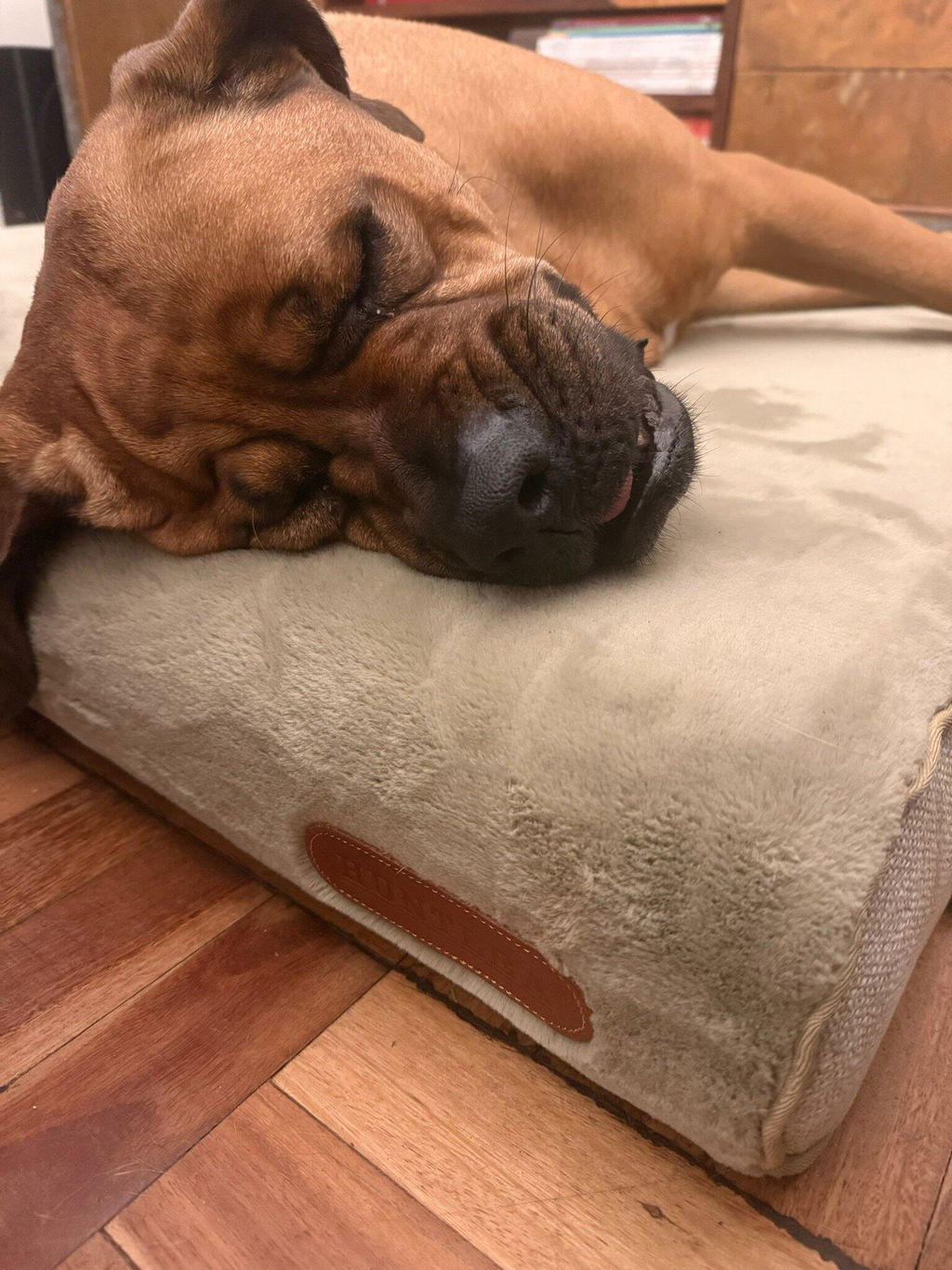 Huntlea Comfort Pad Dog Bed