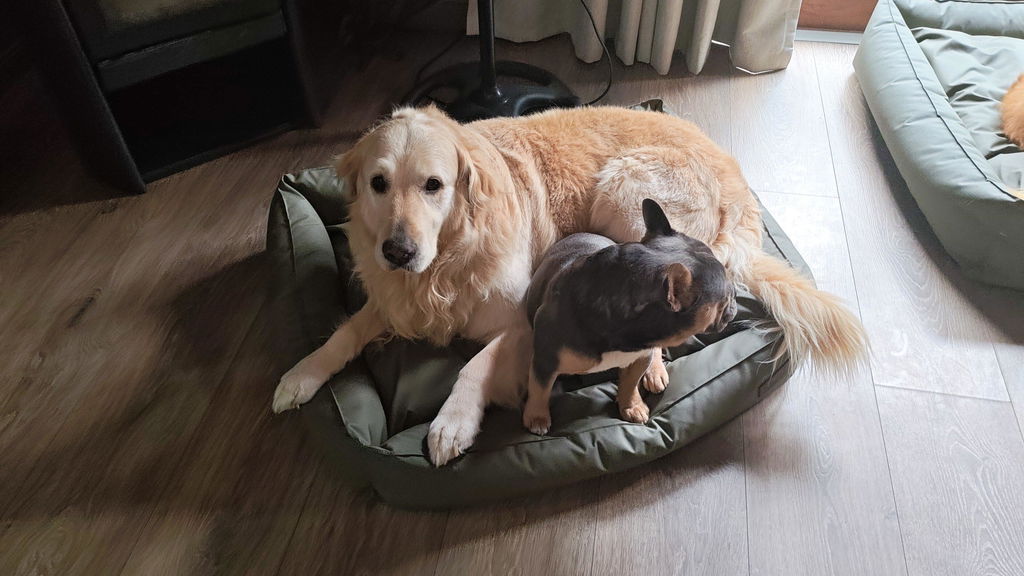 Huntlea Kalahari Slumber Dog Bed