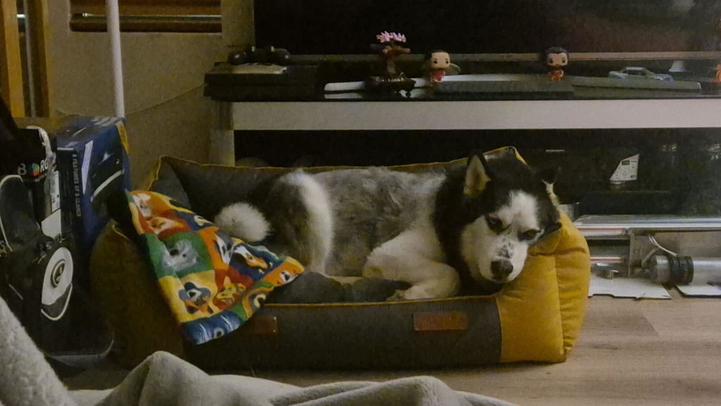 Huntlea All Season Bolster Dog Bed