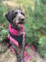 Dasha review photo