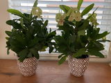Ellie F. review photo