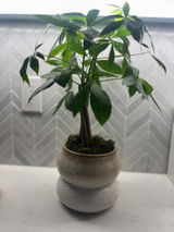 Wava B. review photo