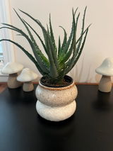 Ernesto K. review photo
