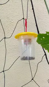 Fruit Fly Trap & Lure